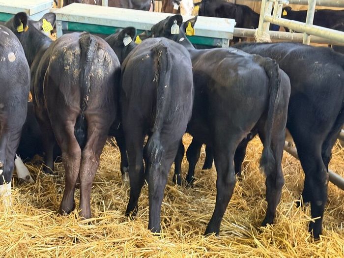 31 Properly Well Fed Calves