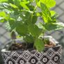 mint plant in pot Image 2