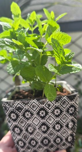mint plant in pot