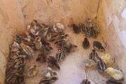 day old quail chicks