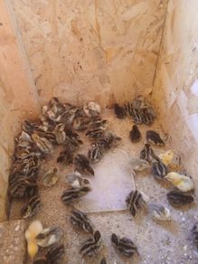 day old quail chicks