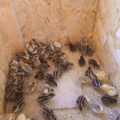 day old quail chicks