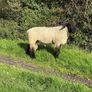 Suffolk Rams Image 4