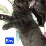 Kittens Image 2