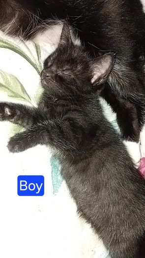Kittens
