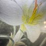 Original E.A. McEwen Watercolour - Crocuses - Signed - Belfast Artist Image 6