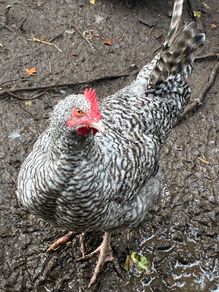 roosters