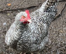 roosters