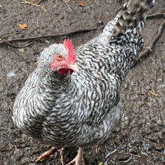 roosters
