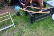 rocking horse