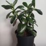plant Image 2