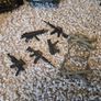The Corps 9 vehicles 14 action figures Outpost & accessories Image 5