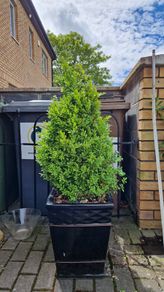 Potted plant