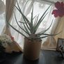 aloe Vera plant  just the way it looks. Grown by me Image 4