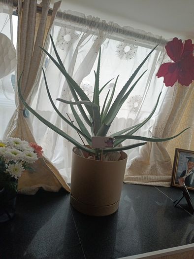 aloe Vera plant  just the way it looks. Grown by me