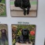 Labrador calender 2020 Image 4