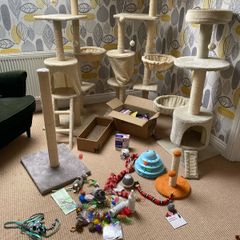 cat accessories
