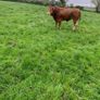 Bull Image 4