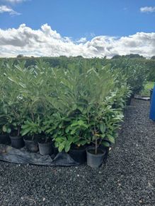 Laurel Hedging