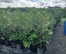 Laurel Hedging