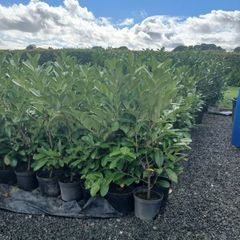 Laurel Hedging