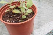 Cedum plant