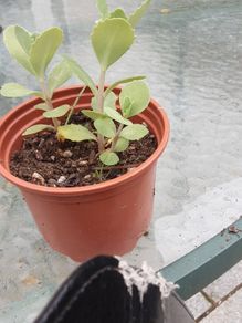 Cedum plant