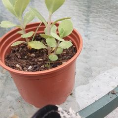 Cedum plant