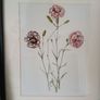 3 Framed Botanical Pages Image 2
