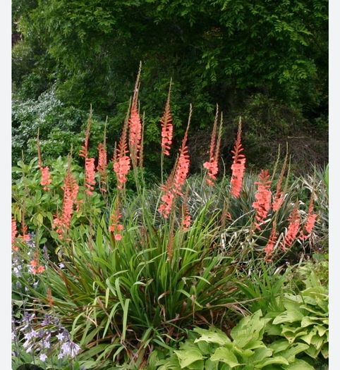 garden plants