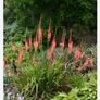 garden plants Image 2