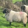 Hoggets Image 3