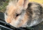 Bunny Adoption