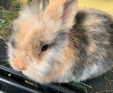Bunny Adoption