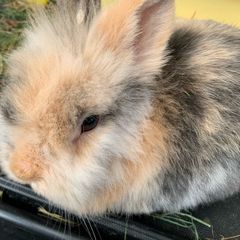 Bunny Adoption