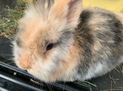 Bunny Adoption