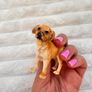 Schleich Farm World Golden Retriever D 73527 approx. 6 cm. tall Used Please see photos Image 7