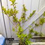 garden plants Image 3