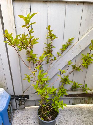 garden plants