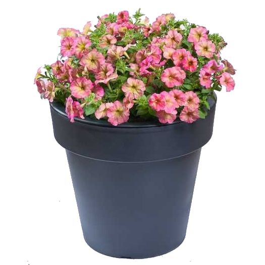 (P) Petunia Zora H Seeds (15s) (415960)