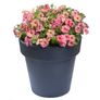 (P) Petunia Zora H Seeds (15s) (415960) Image 2