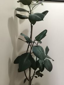 rubber plant with new pics.