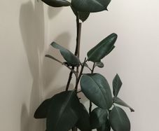 rubber plant with new pics.