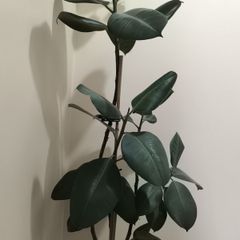 rubber plant with new pics.