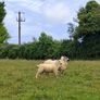 sheep Image 8