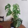 Large Mature Monstera Albo Variegata  High Variegation Plant Image 2