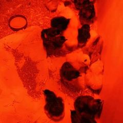 Day-Old Chicks for Sale! Day-old chicks fro