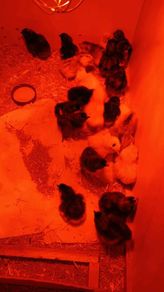 Day-Old Chicks for Sale! Day-old chicks fro