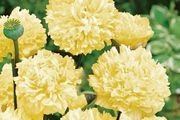 (P) Peony Poppy Yellow seeds 0.5g (approx 1200 seeds) (415755)