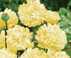 (P) Peony Poppy Yellow seeds 0.5g (approx 1200 seeds) (415755)